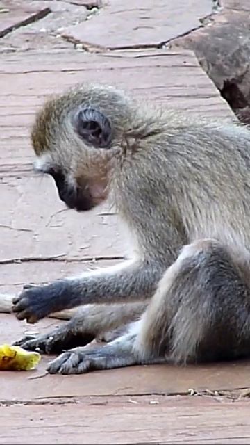 Обезьяна завтракает