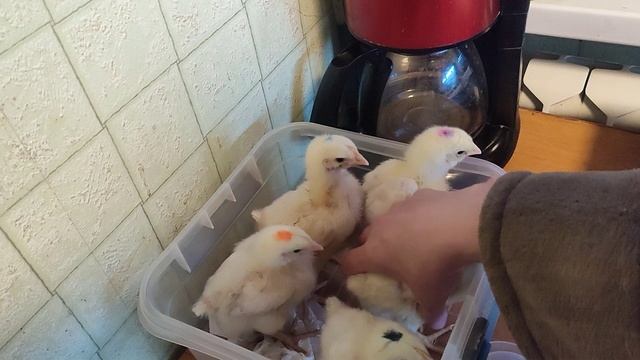 Вес бройлера Росс308 7 суток, насколько выросли за неделю смотреть онлайн