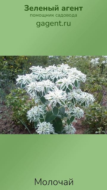 Молочай — Зеленый Агент
