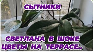 САМВЕЛ АДАМЯН, СЫТНИКИ, СВЕТЛАНА В ШОКЕ, ЦВЕТЫ НА ТЕРРАСЕ..