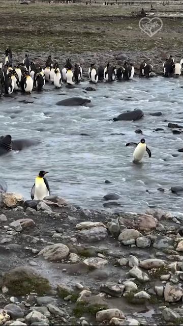 Залив Сент-Эндрюс, Южная Георгия