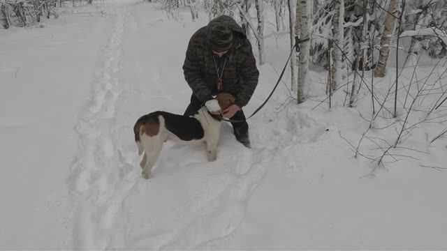 Охота в Рождество.  Поднял. Не гонит а плывёт.