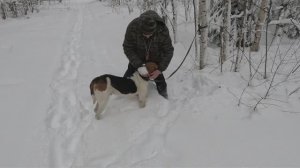 Охота в Рождество.  Поднял. Не гонит а плывёт.