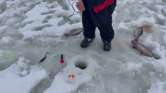 Икра творит чудеса — форель клюёт сразу смотреть онлайн