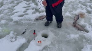 Икра творит чудеса — форель клюёт сразу