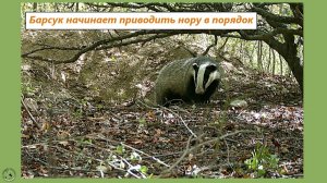 Барсук приводит нору в порядок. 12-13.06.25