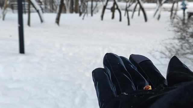 Синички. Смелые синицы. Кормим птичек. Синицы едят с рук. Января 2026