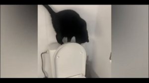 Мой 2-ой эдит с котами