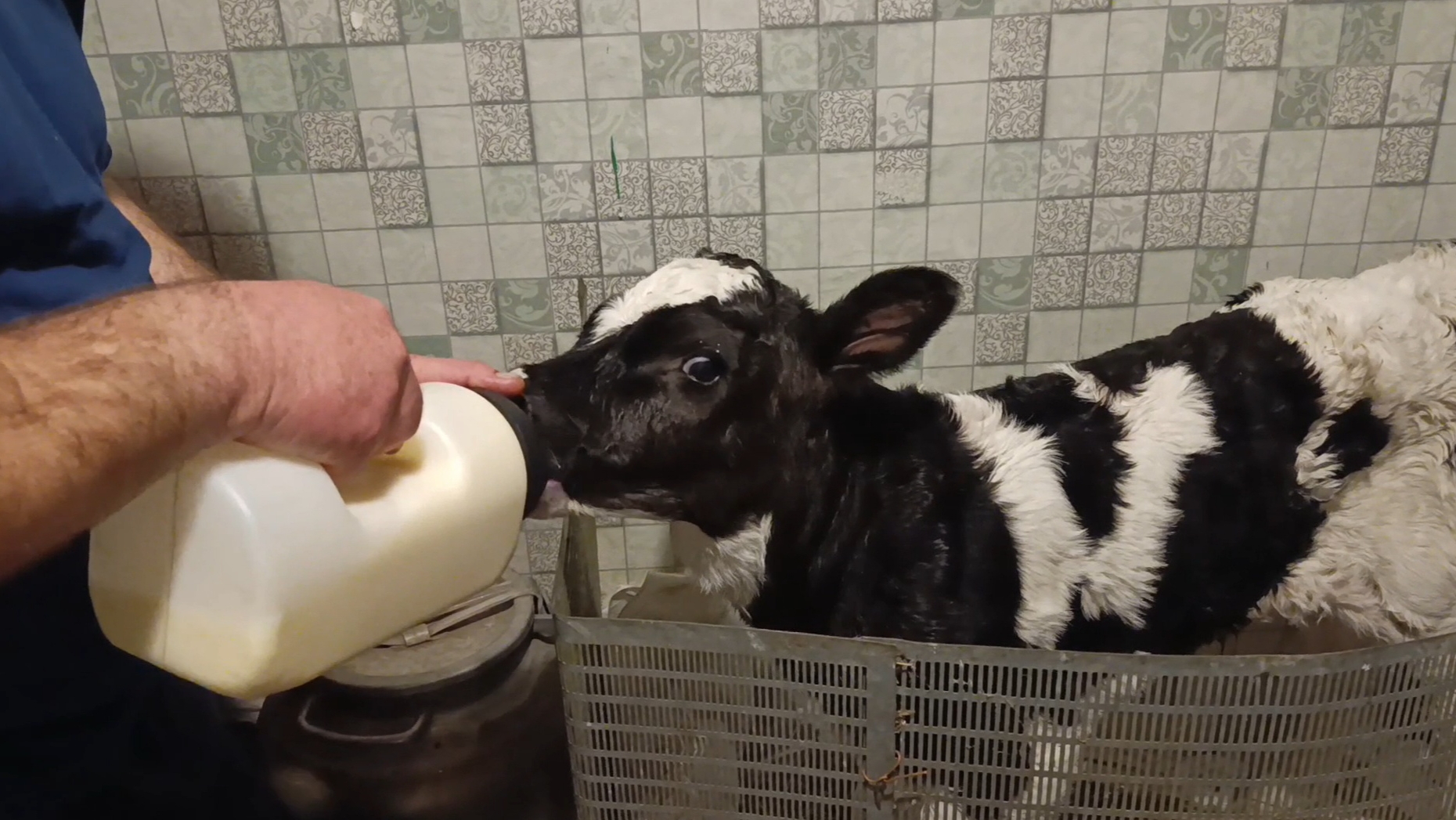 Первая голштинка в хозяйстве/Злата отелилась! смотреть онлайн