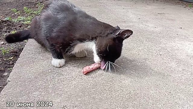 Косой и куриная шейка. смотреть онлайн