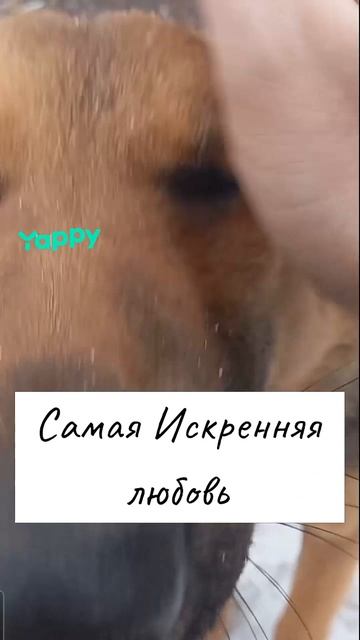 #французкийбульдог #frenchbulldogs #frenchie #семья #любовь