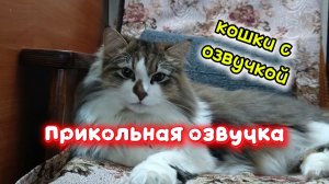 С ОЗВУЧКОЙ. Прикольная озвучка кота.
