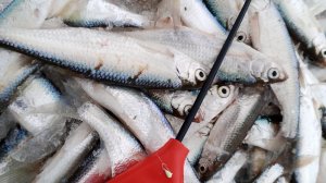 ЯНВАРЬ 2026 ОБСКАЯ УКЛЕЙКА.