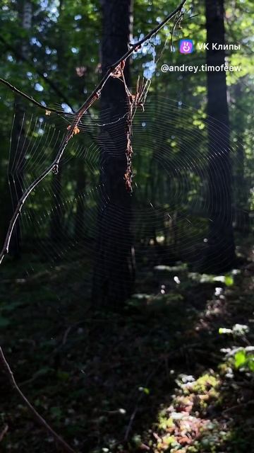 Утро в лесу