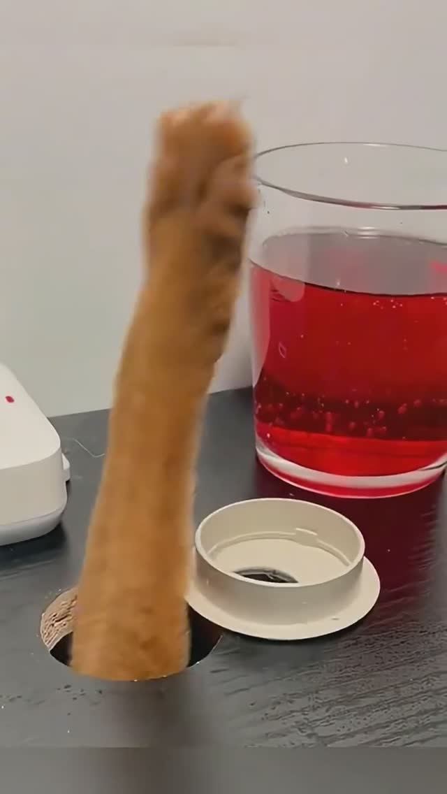 Кошачий🤣😂 беспредел смотреть онлайн