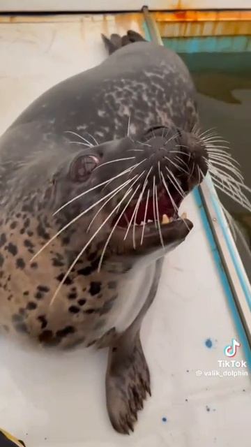 Единственная нерпа в России с таким типом голосовых связок