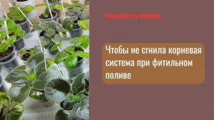 В какою плошку сажать детку фиалки на фитильный полив