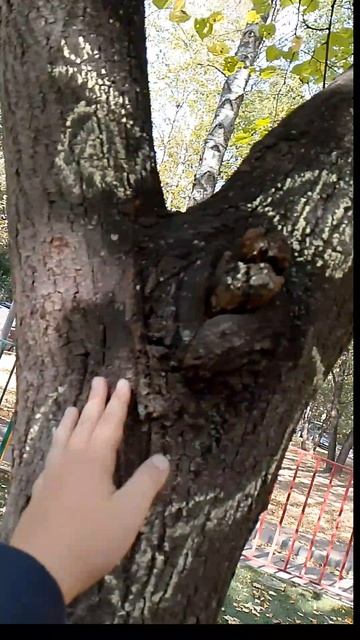 живое дерево