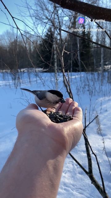 Ручные синицы