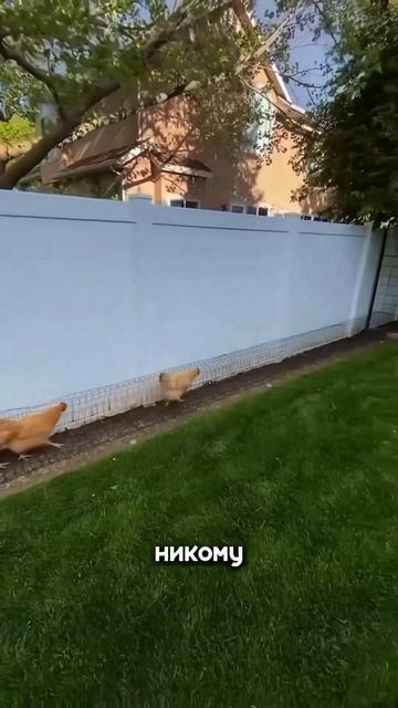 Газон будет в порядке!