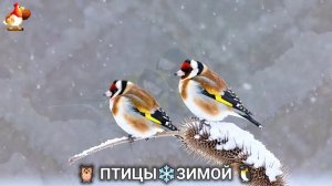 Птицы зимой в лесу 🐦_⬛🦉🦅 видео для отдыха душой 🌲(18)