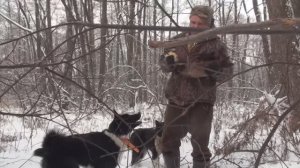 Охота на куницу с лайками.