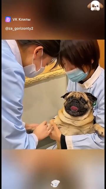 страшно стричь когти