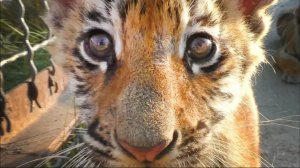 Как сорока Фросиных тигрят дразнила. Тайган 2019