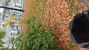 №733 Комсомольский проспект. 24 сентября 2025 г., 14:10:29 VID_20250924_141018392