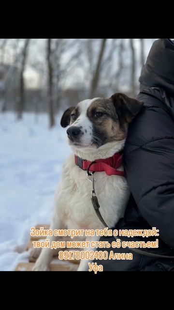 Собака Зоя ищет любящую семью!
Привет, дорогие друзья!
Сегодня я хочу рассказать вам о чудесной