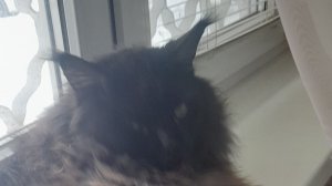 Хін плі Хочет кушать💗