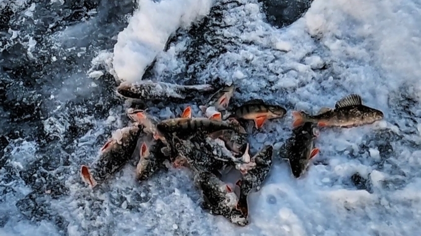 Ледостав на Онего, пришли морозы! Первая рыбалка, ловим окуня