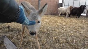 Деревенские покатухи