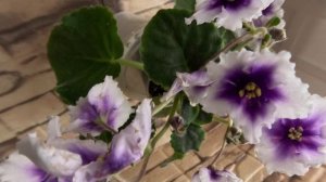 Фиалки ВерхоОвного 01 12 25г.