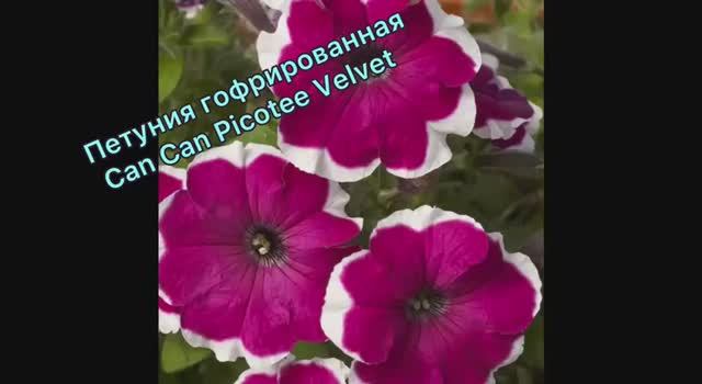 Петуния гофрированная Can Can Picotee Velvet посеяла 10.01.2026