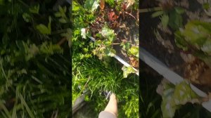 видео которое я забыл загрузить год назад