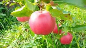 опережая время