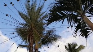 Птичьи гнезда на пальме