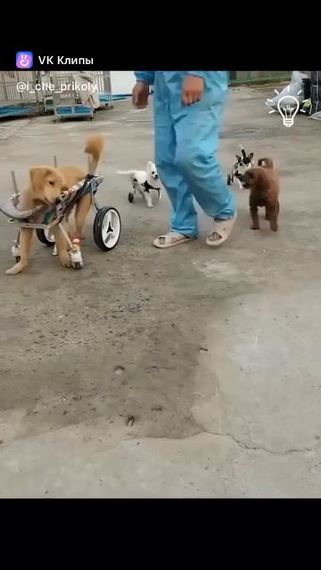 A story about animals 🐶 смотреть онлайн