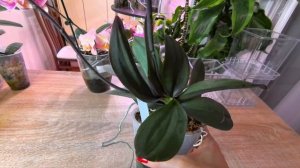 Полив орхидей. Посадки, кусты, цветы. Нюансы выращивания. Наконец-то дождалась 🤔.