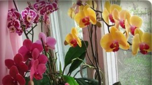 ПОКАЗЫВАЮ ВСЕ СВОИ КОМНАТНЫЕ РАСТЕНИЯ