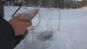 РЫБАЛКА НА КОСЫНКИ. ПРУТИКИ В ДУГУ. ЭТО Я ПОНИМАЮ РЫБАЛКА.
