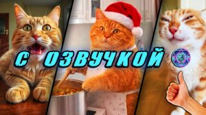 🔥 Приколы с котами! - С ОЗВУЧКОЙ! СМЕШНЫЕ КОТЫ! Самые смешные животные! Попробуй не засмеяться!