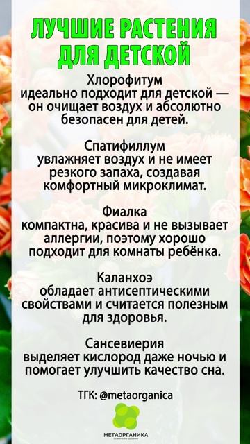 Лучшие растения для детской