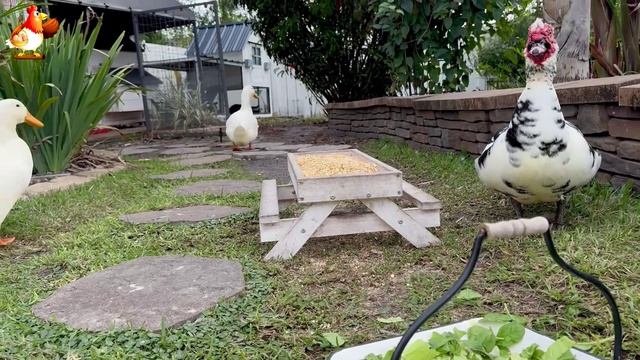 Забавные утки мускусные и пекинские на свободном выгуле со своими друзьями ч.(339) ❣️🤗😂