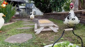 Забавные утки мускусные и пекинские на свободном выгуле со своими друзьями ч.(339) ❣️🤗😂