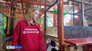 Праздники закончились, а подарки продолжаются. Иркутяне могут отдать елки для обитателей Сибирского