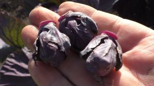 Опыт выращивания брюссельской капусты