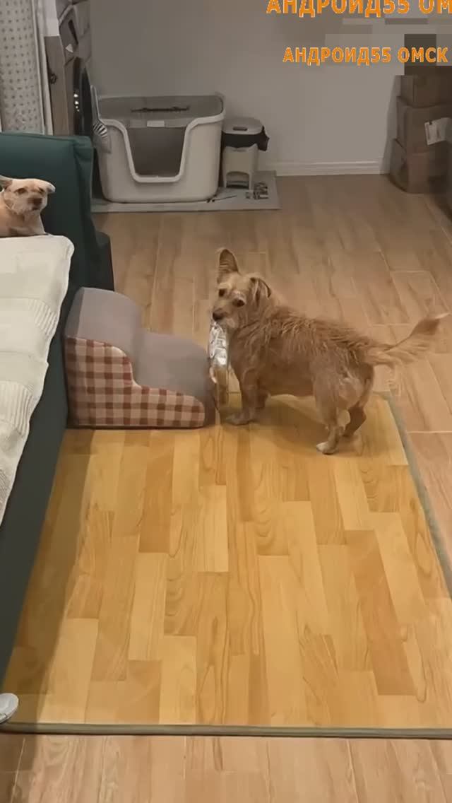 Когда хозяева уши в гости🤣🤣🤣