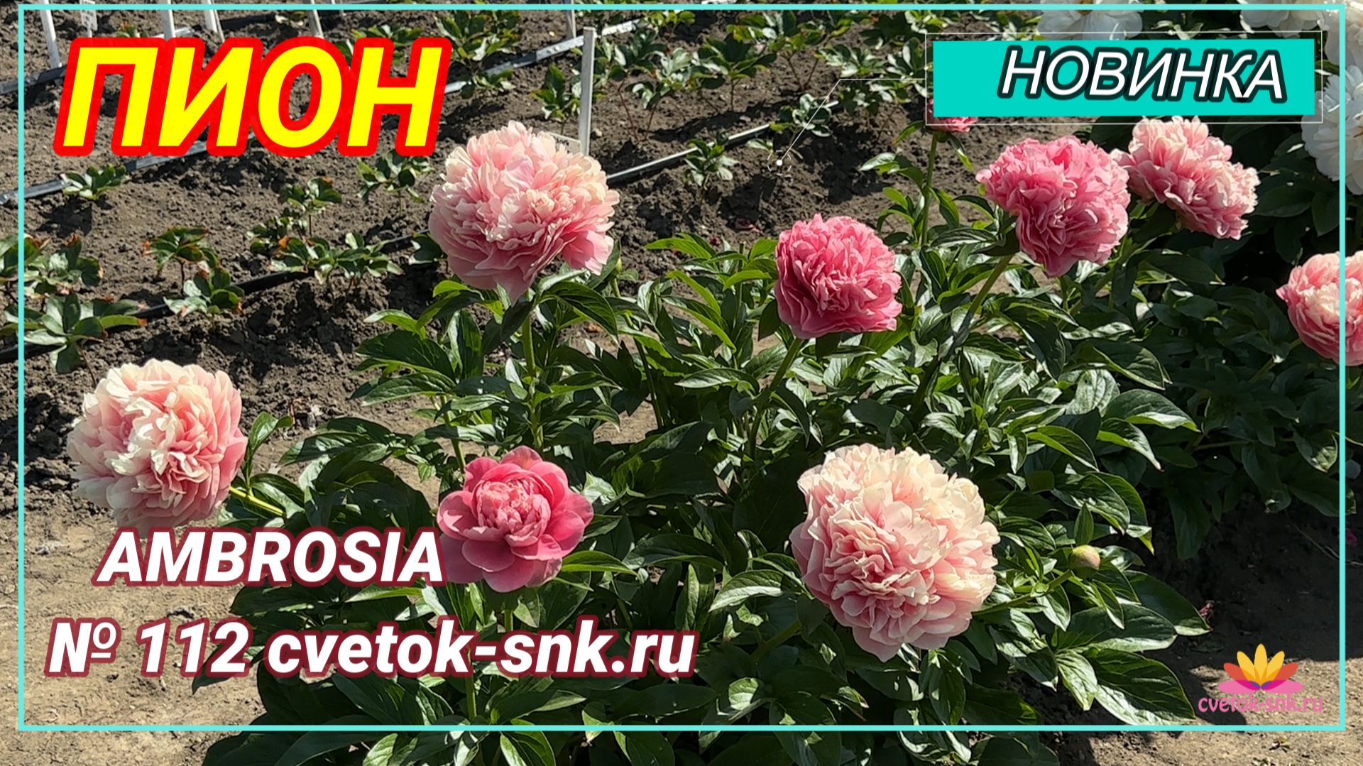 Травянистый гибрид «AMBROSIA»/Сад Ворошиловой